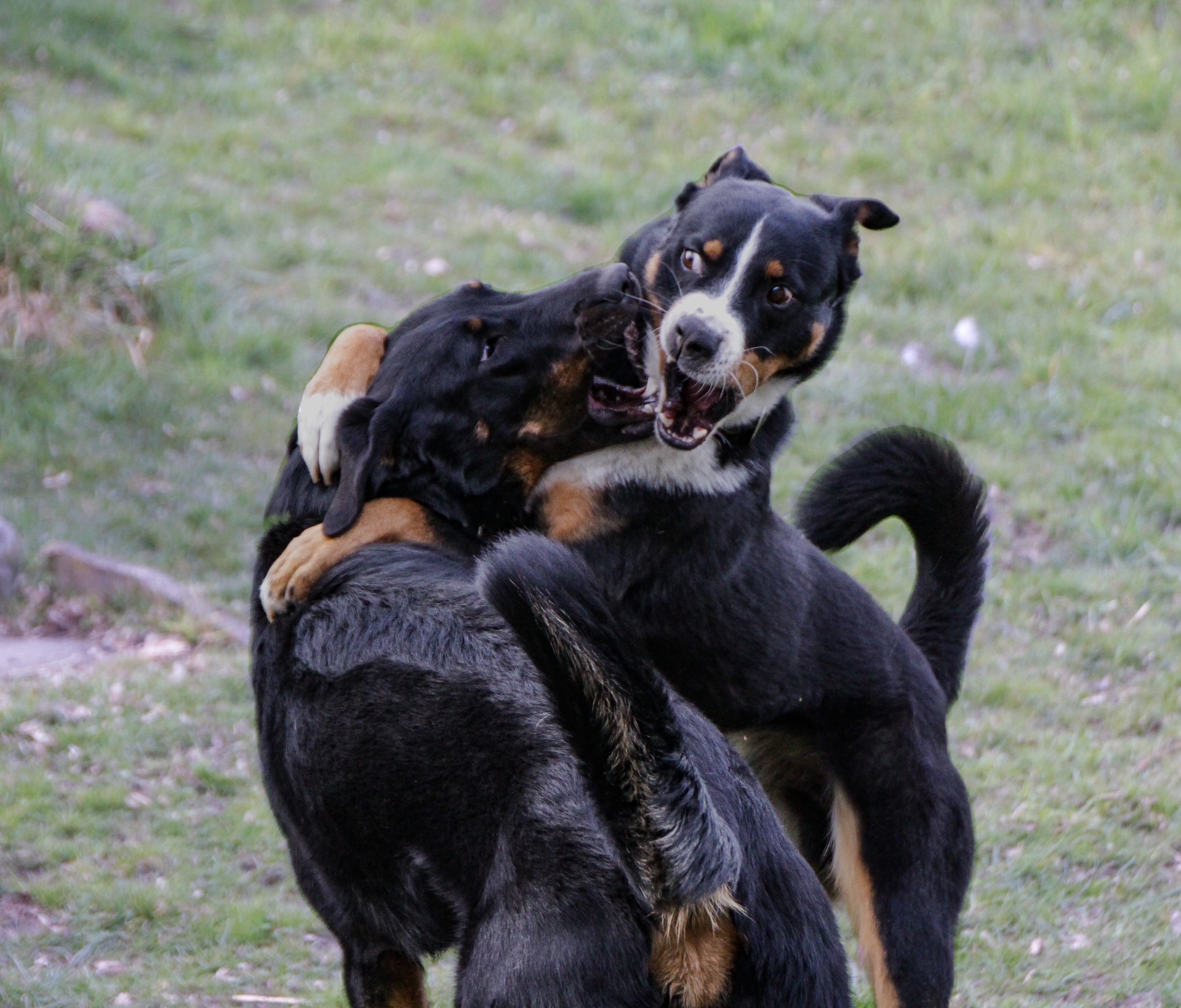 Rowdy-Training