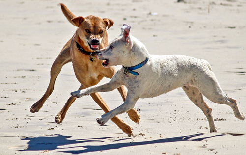 Aggression bei Hunden