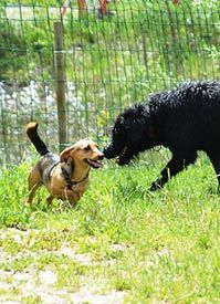 Kurse der Hundeschule Circle of Life