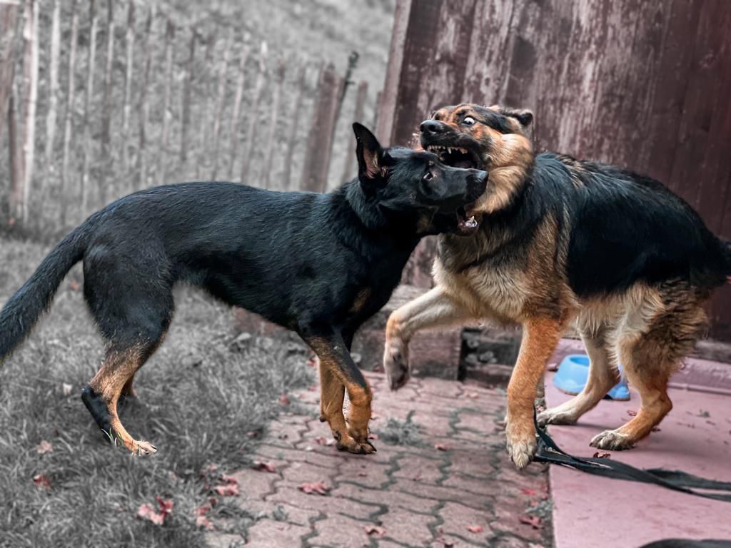 Rowdy-Training