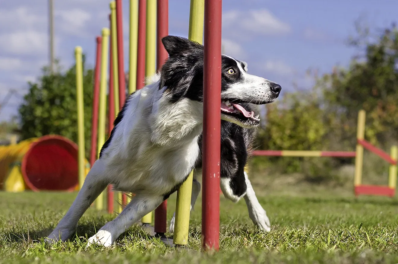 Aktive & Sport-Hunde