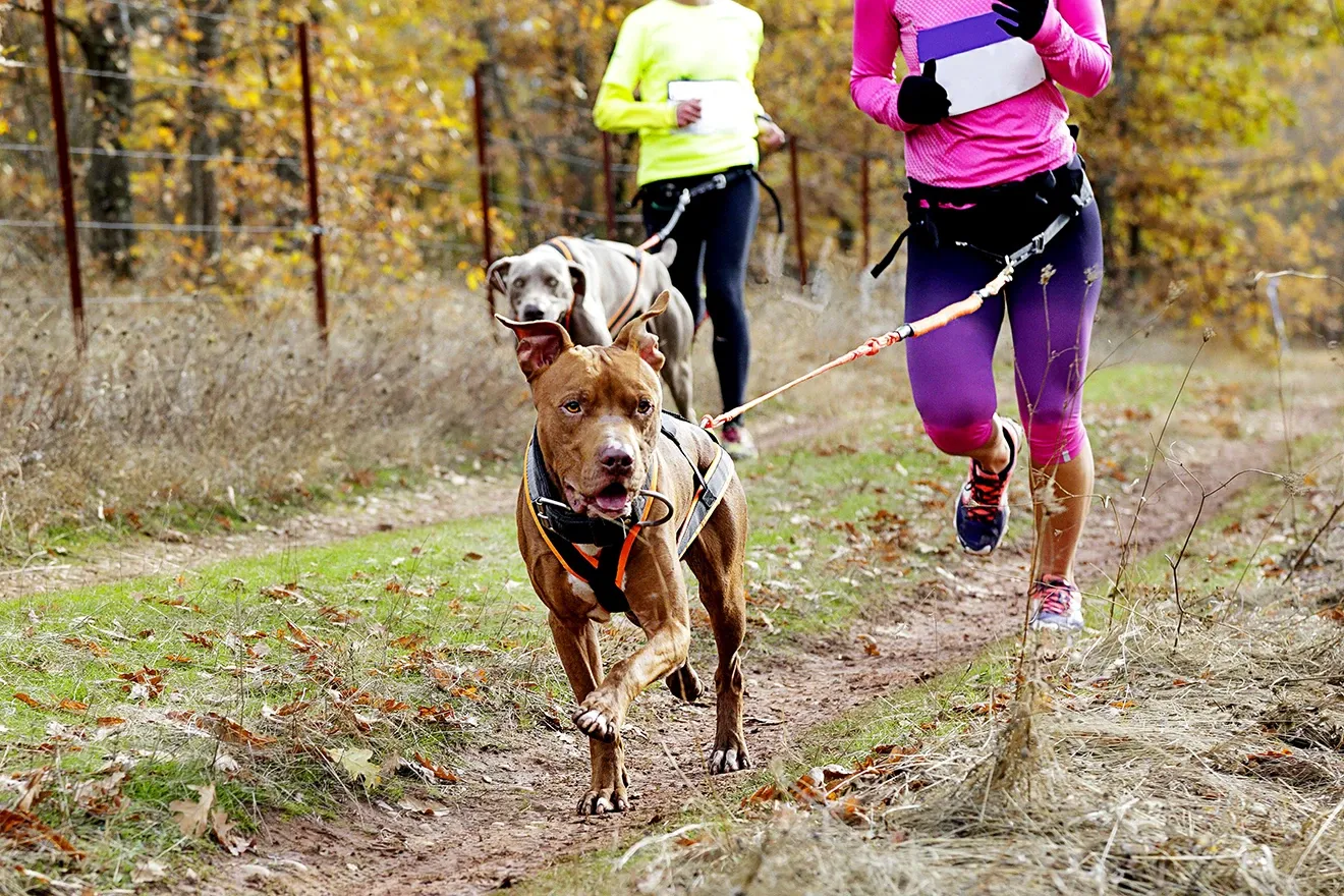 Aktive & Sport-Hunde