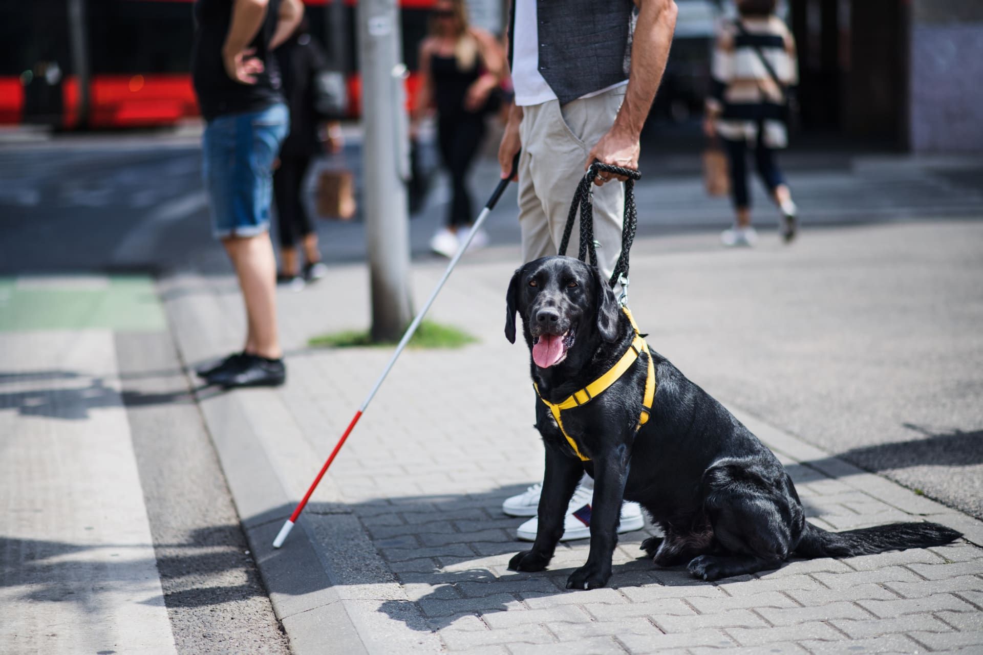 Selbstbeherrschung beim Hund