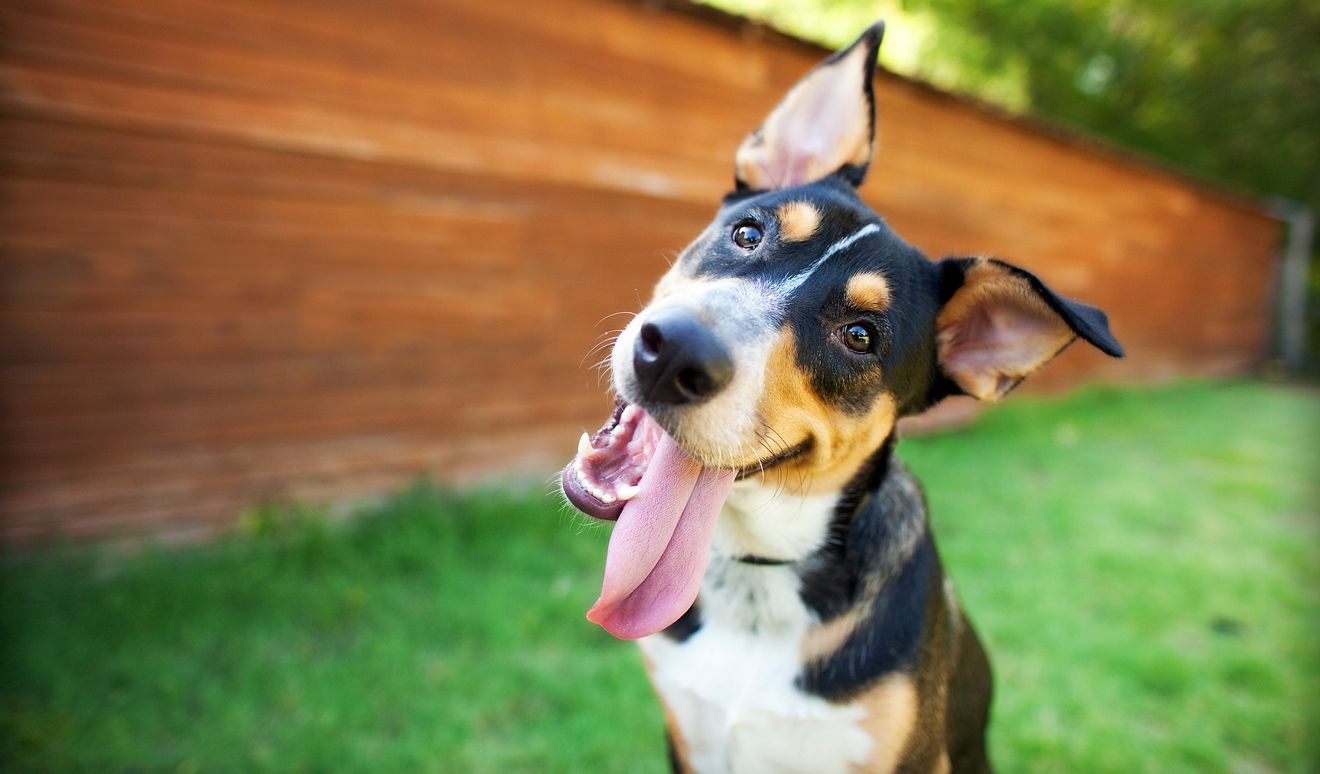 Wesen des Hundes